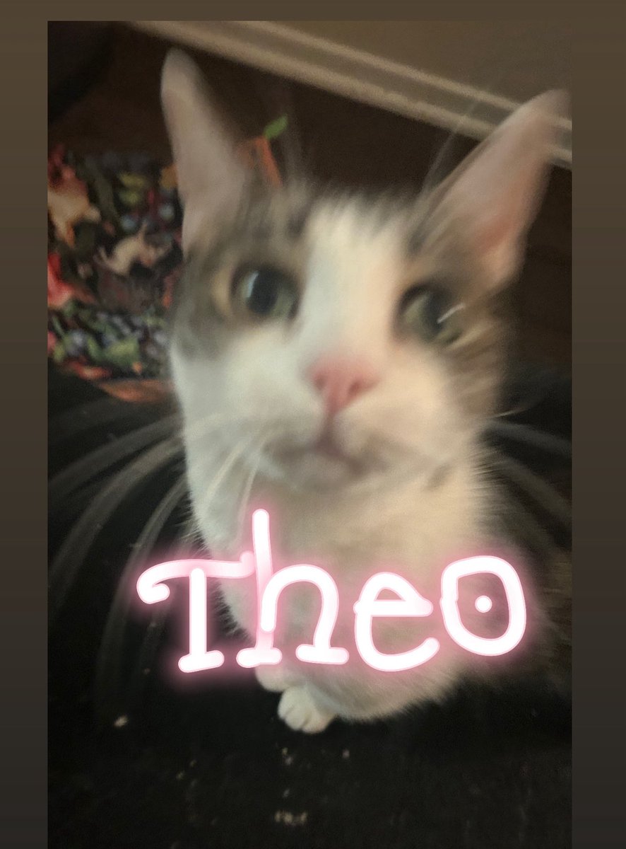 🚨‼️SOMEONE POOBED ON THE CARPET. WHO WAS IT?? THESE ARE THE SUSPECTS