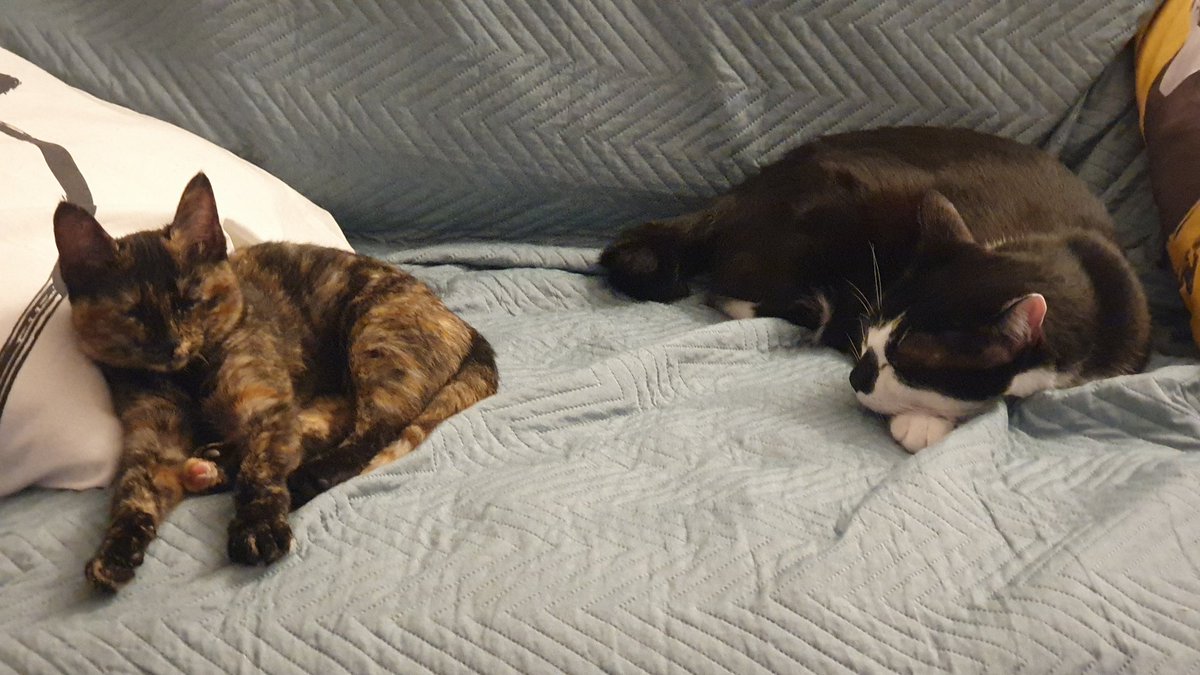 Si es q al final, tanto perseguirse y tantos bufidos, tienen q acabar cansadísim@s 😂