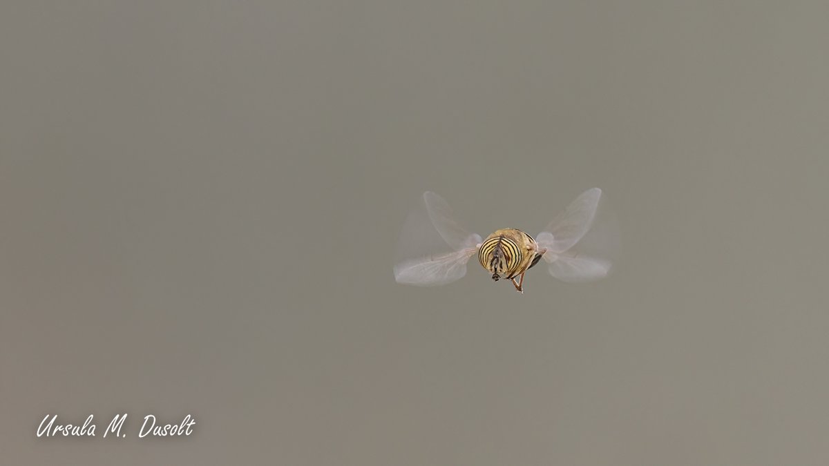 UrsulaDusolt's tweet image. #Schautmal, der Versuch eine eigenwillige und relativ große #Schwebefliege im Flug zu fotografieren...
#Spanien