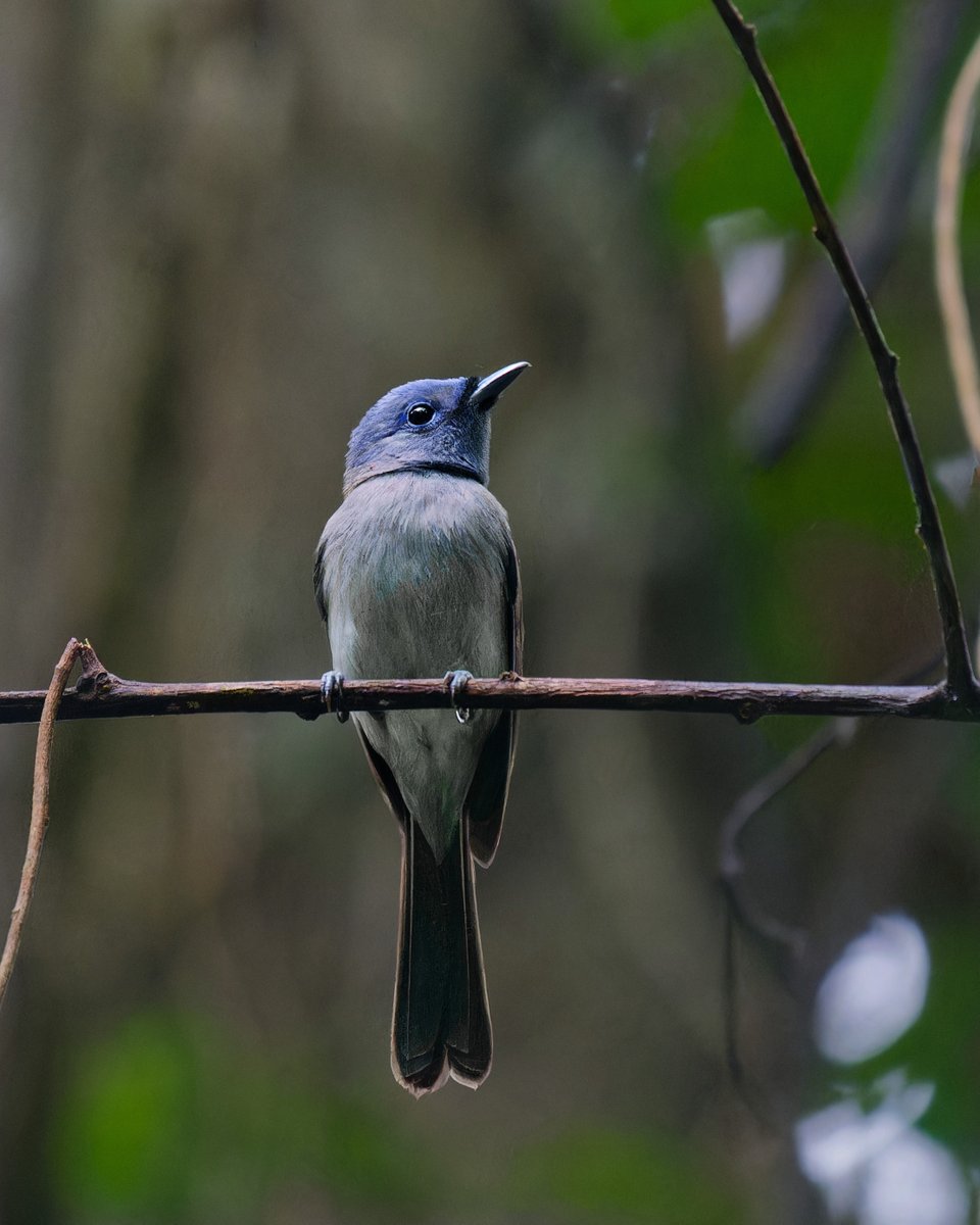 Henrik_Frietsch's tweet photo. a Black-naped monarch from the forests around the Kinabatangan river. It perched on the branch for a few seconds before disappearing into the forest, glad I managed to get a photo of it 😊
#ThePhotoHour #BirdsSeenIn2025 #SonyAlpha #birds #wildlifephotography #BBCWildlifePOTD https://t.co/rdfNhpuDuz