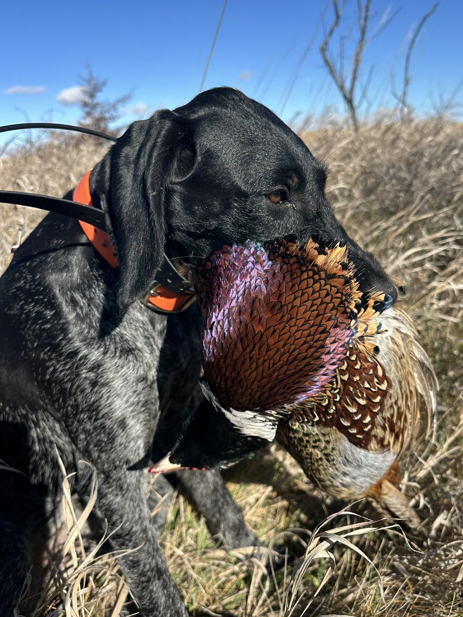 I think I redeemed myself after yesterday’s disastrous showing. Easy Ditch Parrots FTW. Gem got a little Bird Drunk today 🤣