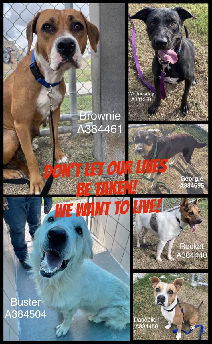 SamfromSpain's tweet image. 🆘URGENT‼️
6 more innocents in danger @ Corpus Christi AC!
Listed 2 be killed 11/17‼️
BROWNIE #A384461
BUSTER #A384504
WEDNESDAY #A381358
GEORGIE #A384595
ROCKET #A384440
DANDELION #A384453
Bad times @ CCAC w/bldg maintenance &amp;amp;no space 4🐕s!
PLEDGE
#RESCUE
#ADOPT
Gotta save them!