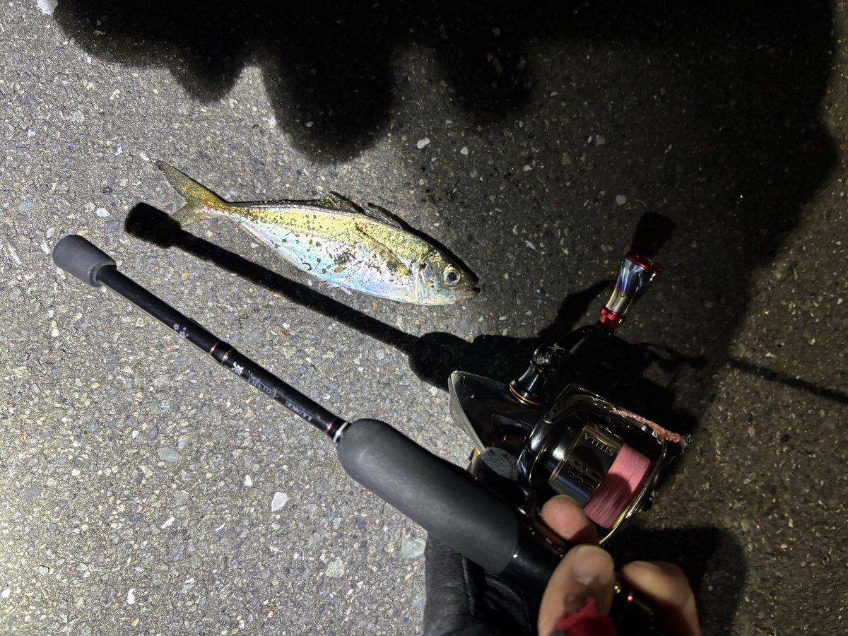 pyonpyonwt's tweet image. チヌ釣れず…