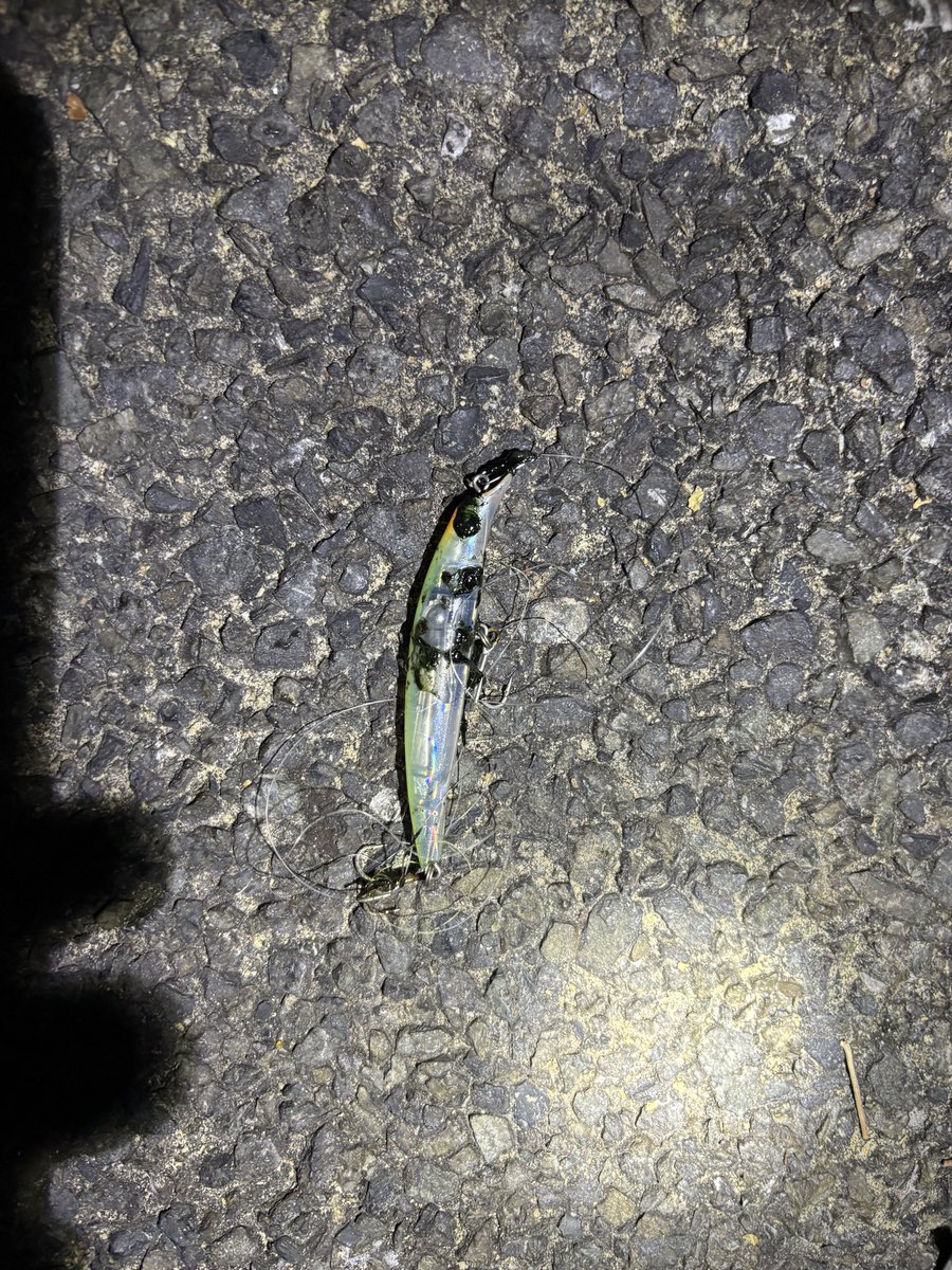 pyonpyonwt's tweet image. チヌ釣れず…