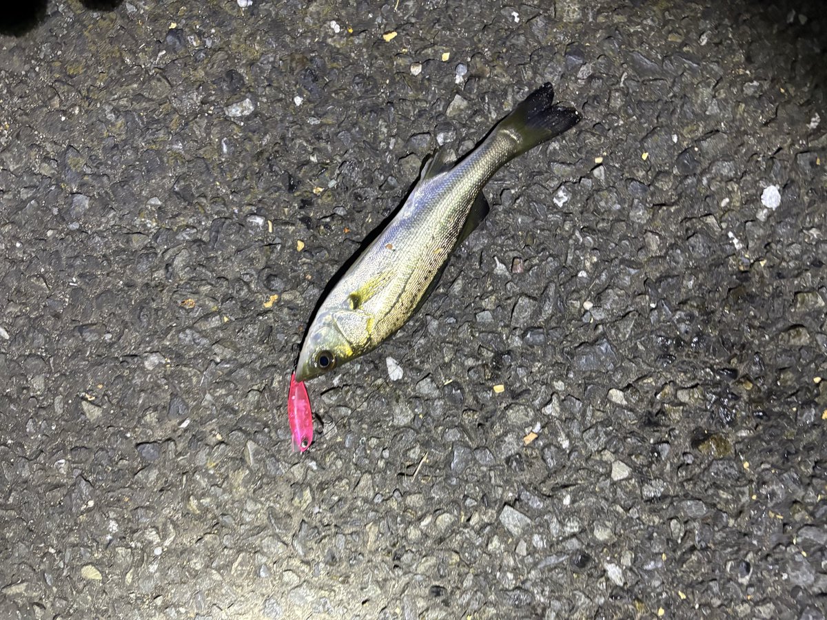 pyonpyonwt's tweet image. チヌ釣れず…