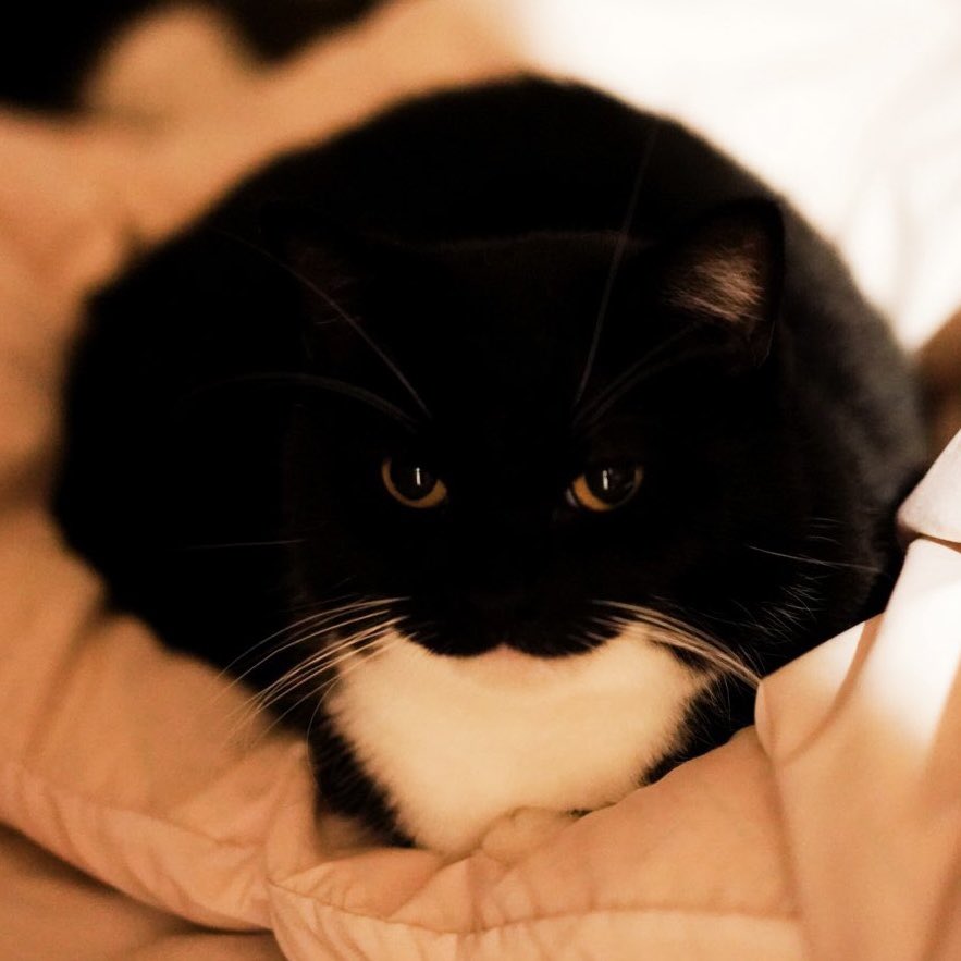 I'm Uni :3 tweet media