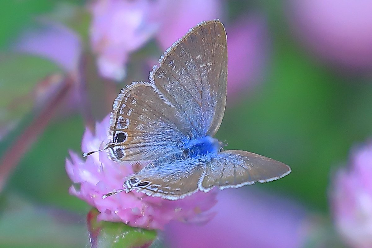 fortune rabbit【PG.CYOU】.udgj