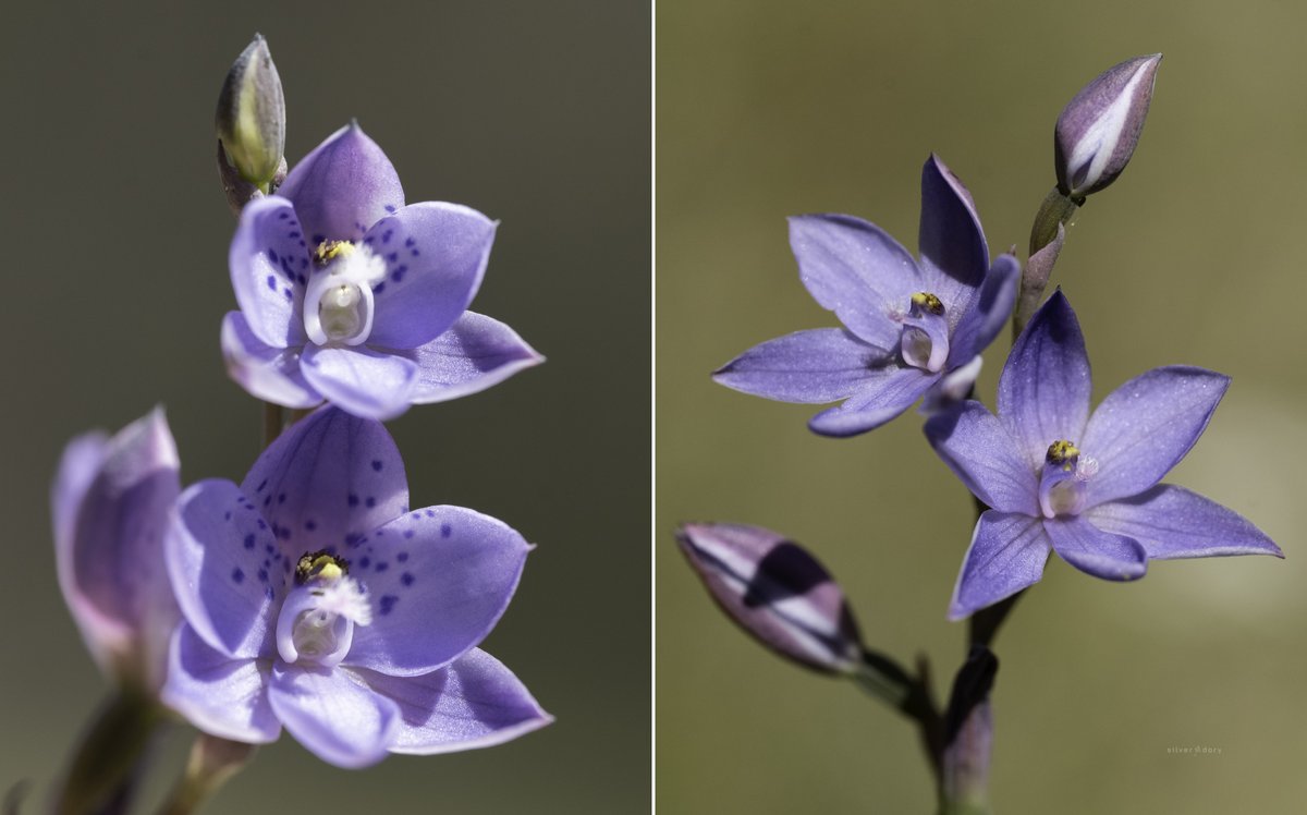 Silver Dory tweet media