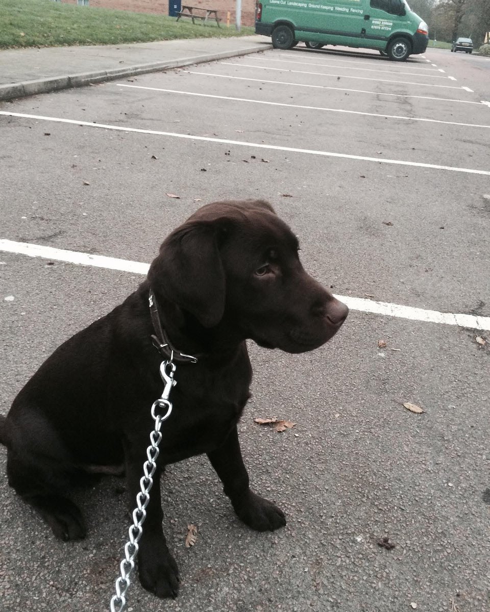mickfox200's tweet photo. On this day in 2014 I travelled 100 miles to Shropshire to collect this 5-month bundle of chocolate cuteness.. We had 9 3/4 years of fun and adventures and he will forever be #mywingman 
#mochathechocca..#gotchaday 
🤎🤎🤎🤎🤎 https://t.co/9cJRkraDfd