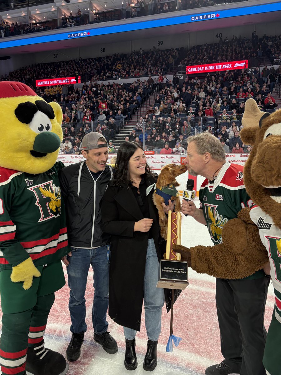 HFXMooseheads's tweet image. All hail Dolce - the champion of the third annual Wiener Dog Race in Moose Country!🌭 👑 🏆 #GoMooseGo