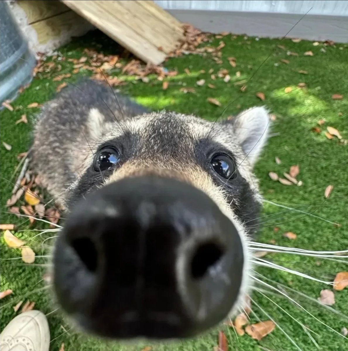 Why you should have a Raccoon tweet media