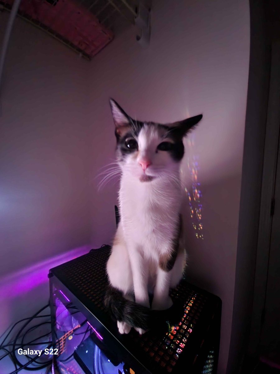 Elite_protogen's tweet image. kitty