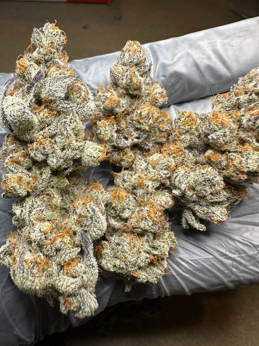 Best part of Growing Handtrimm💚
Left bud untrimm‘t Right buds trimm‘t✂️