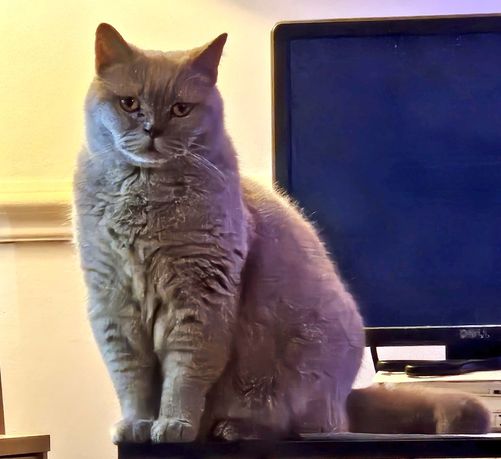 LilyRusty1's tweet image. 🐈‍⬛️❤️🐟 Goodnight to all my fur friends sweet dreams 💤 love from Lily 🐟❤️🐈‍⬛️

#CatsOfTwitter #CatsOnTwitter #Cat #cats