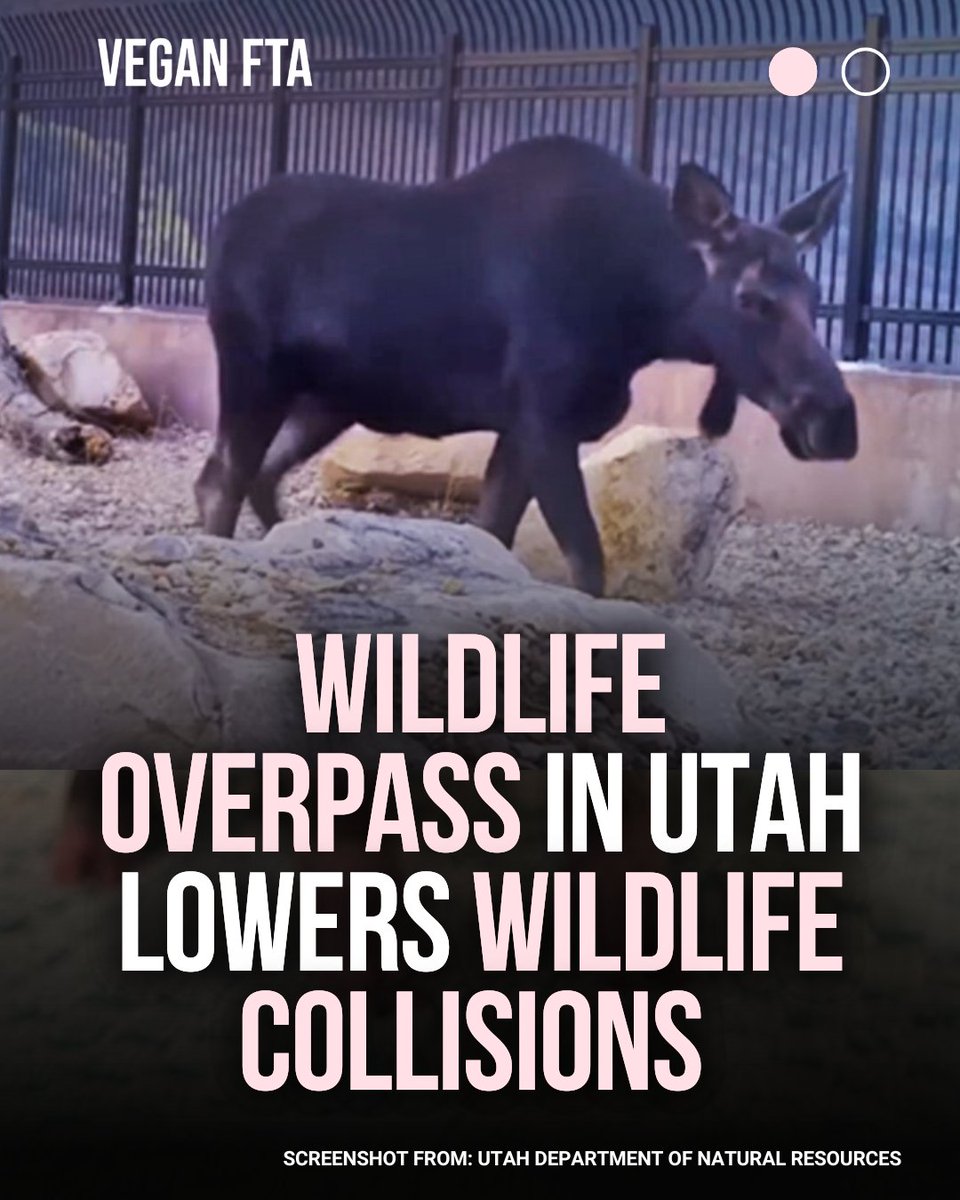 New research is highlighting the remarkable impact of the Parleys Canyon wildlife overpass on Interstate 80 near Park City, Utah, documenting a reduction in wildlife collisions.

👉 Learn more: veganfta.com/articles/2025/…

#utah #wildlife #nature #wildanimals #parkcity