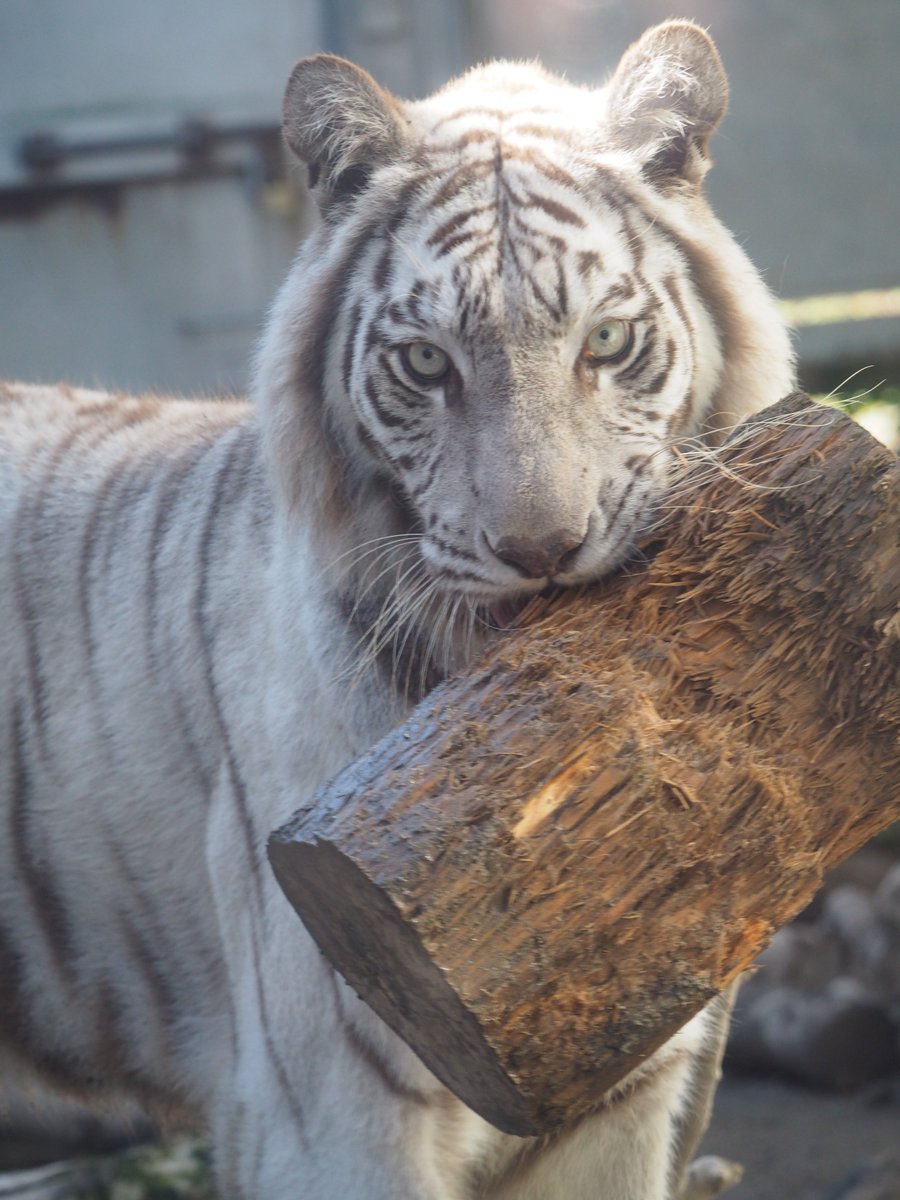 丸太を運ぶシロップさん🐯✨

#伊豆アニマルキングダム 
#シロップ