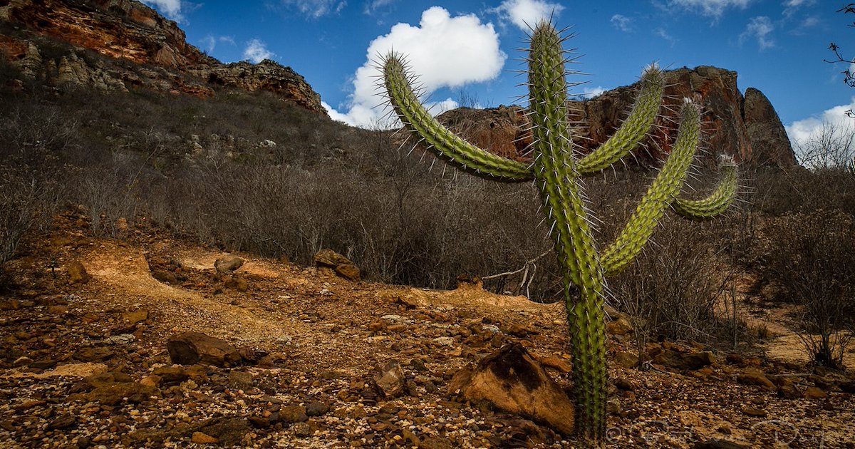 GEF_SGP's tweet image. “I called my backyard ‘Resistance’ because I had no water for it. But now, it’s a beauty.” 

Take a look at our new story to see how we are supporting #RuralWomen from the Brazilian backcountry to transform survival into sovereignty: go.undp.org/iZK

#ForPeopleForPlanet