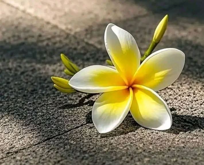 खुद के किरदार से जगमगाओ...
उधार की रोशनी कब तक चलेगी...

शुभ प्रभात 🌞🌞