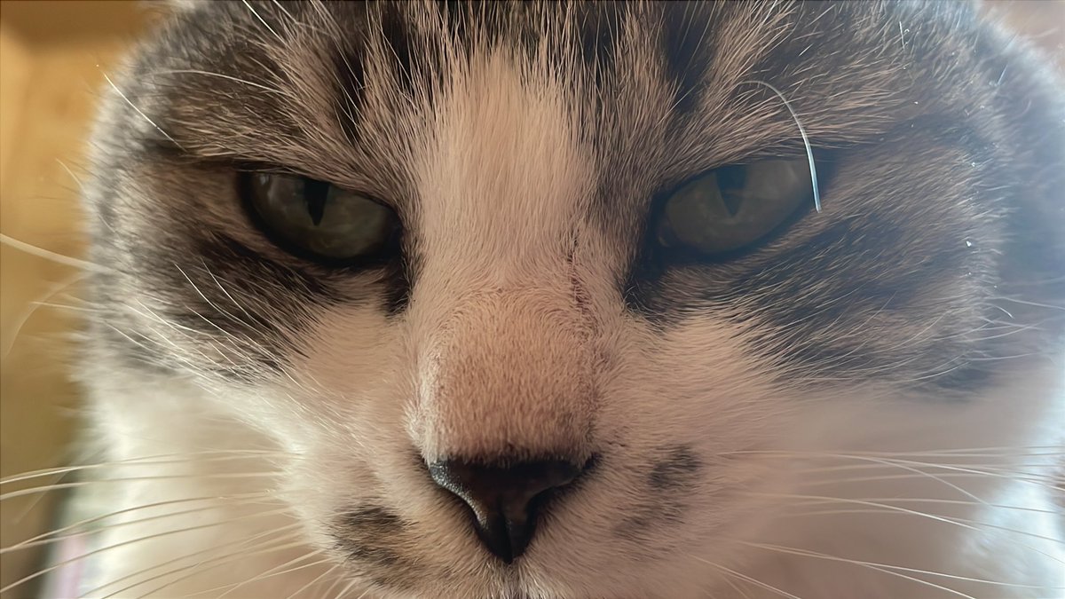 猫目 4K】『猫目-cat eyes-』#野良猫 ＃黒猫 ＃猫 ＃cat - YouTube