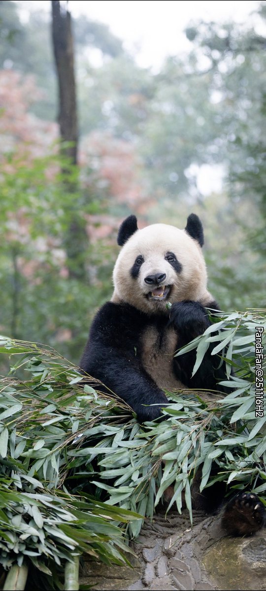 本日午前10時半（日本時間）、シャンシャンが朝食をとっていました🤪。後ろの紅葉も色づき始めています🍁！‌
📷20251116PandaFan@Bifengxia