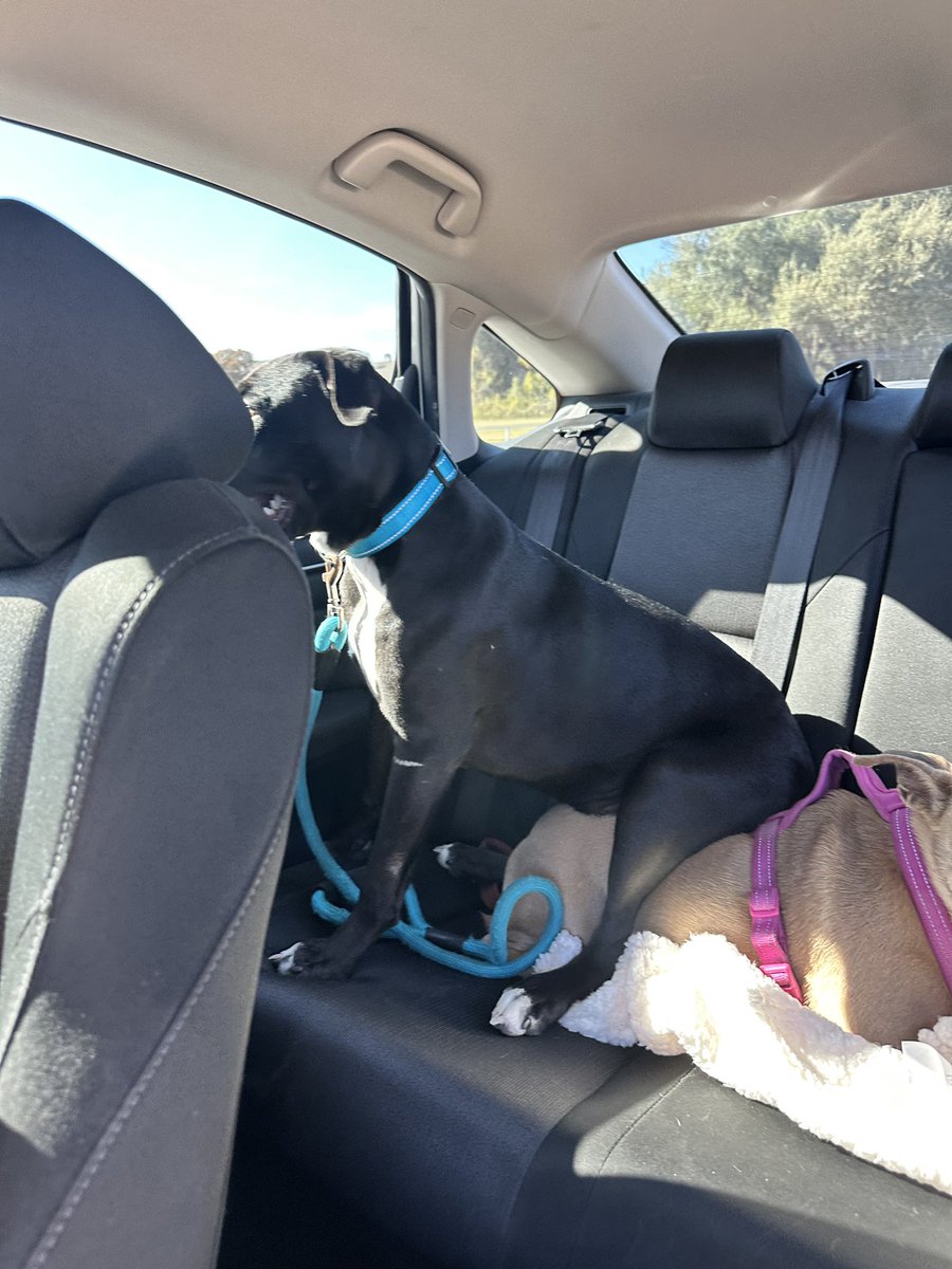 GiannaGusman's tweet photo. Spent the day with @charleigh2025 volunteering at @PetCircleWaco and got to hang out with these 2 cuties all day!! 
#SicEm https://t.co/3R9jmmXNNx
