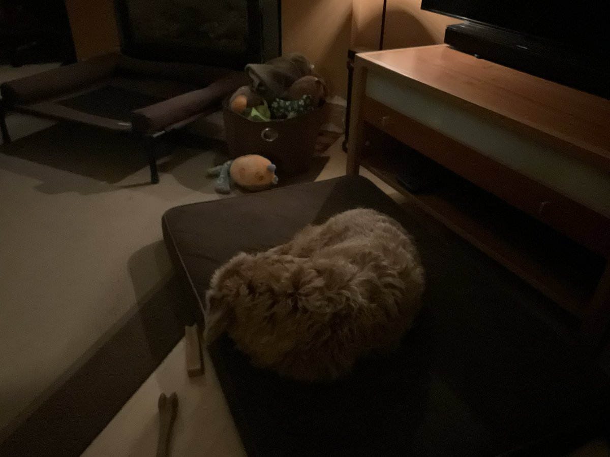 DublinIrishPup's tweet photo. Pals me is zorsted visited me pal Frida at her place she tuckered me out da kid is a ball of energy, don’t mind da bitey face and leg but pls no #humping #respectplease 😜😏 https://t.co/8ZPwocIWn8