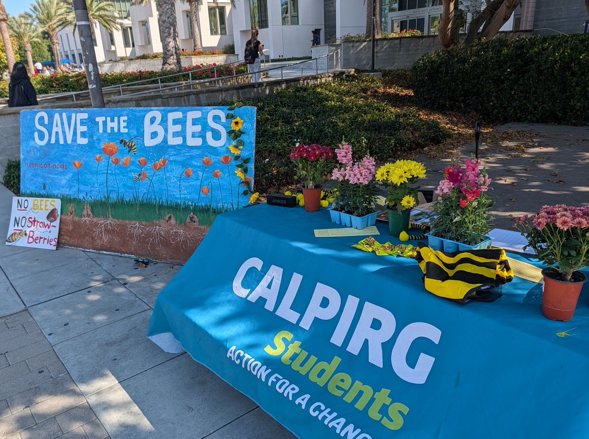 MichelsVeronika's tweet photo. This Thanksgiving CALPIRG Students is gearing up to #SaveTheBees - remember to give thanks to the bees for pollinating our food crops! California can help save our bees by regulating the use of neonic pesticide treated seeds  #NoBeesNoThanksgiving 🐝 @GavinNewsom @CalEPASecretary https://t.co/oF2hMyoA3e