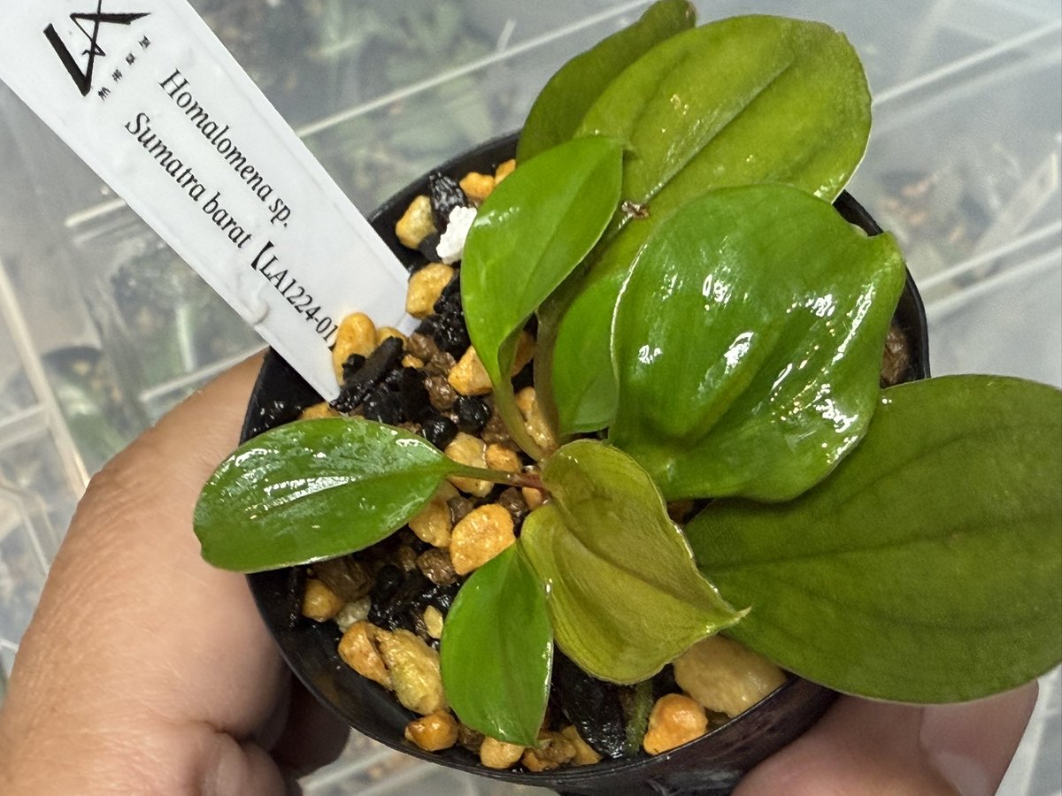 KENZO (@fw_kenzo) / Posts / X