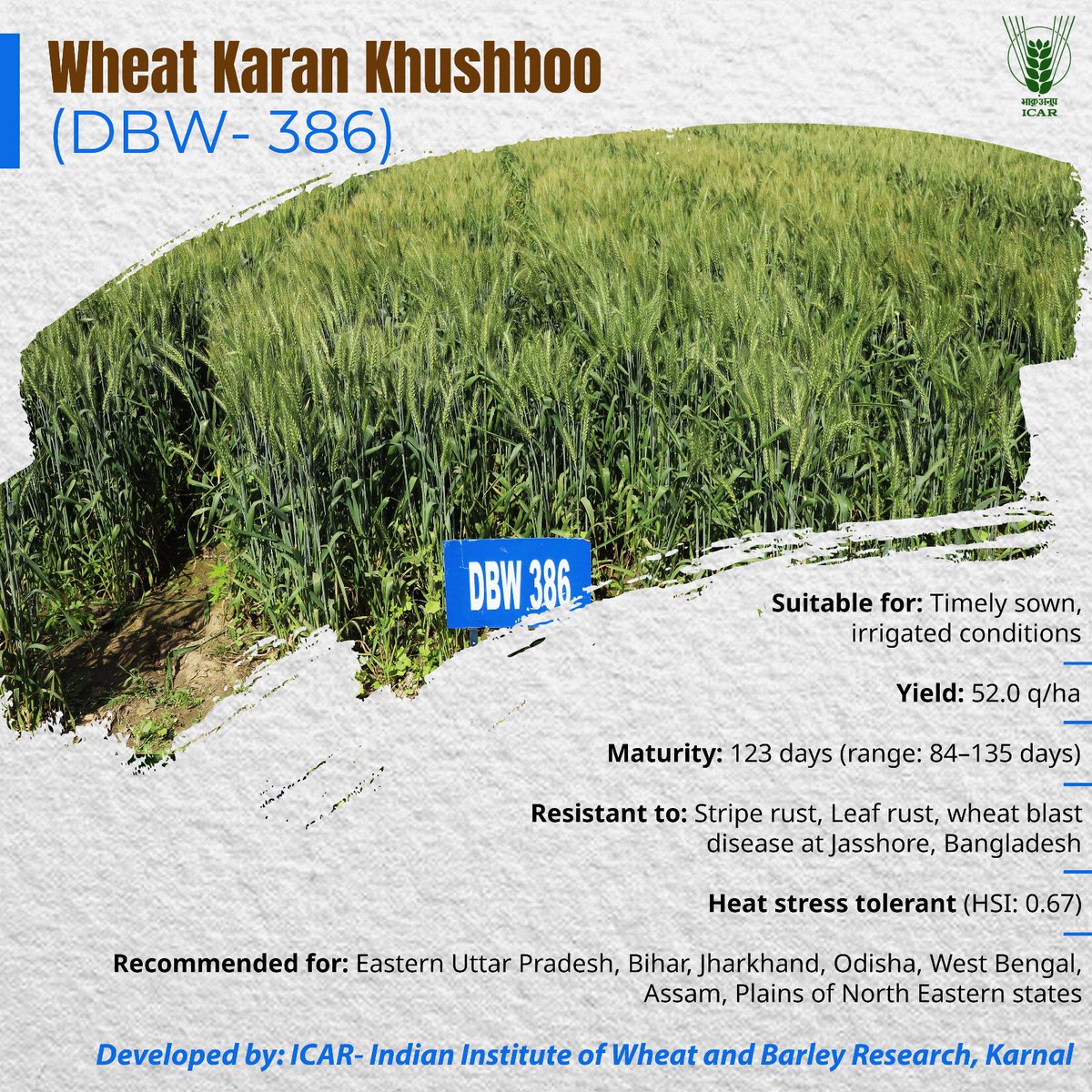 Wheat Karan Khushboo (DBW- 386)
#ICAR #उन्नततकनीकउत्तमखेती #rabi2025
<a href="/ChouhanShivraj/">Shivraj Singh Chouhan</a> <a href="/PIB_India/">PIB India</a> <a href="/AgriGoI/">Agriculture INDIA</a> <a href="/RNK_Thakur/">Ram Nath Thakur</a>