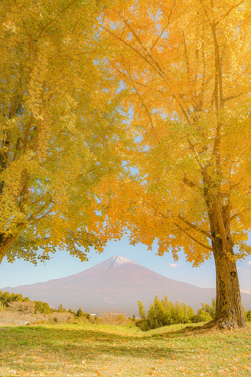 たかたか tweet media