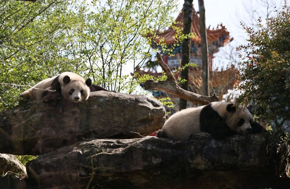 フランスのボワトゥール野生動物園は、11月23日に中国へ帰国するジャイアントパンダの「ファンファン」と「ユアンズ」の送別会を開催します。2頭は2012年から13年間フランスで暮らし、この間に3頭の子パンダを出産しました。今回の早期帰国は、「ファンファン」が腎機能不全と診断され、より専門的なケ