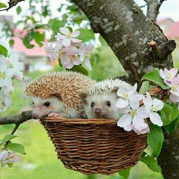 Валентина Валерьева tweet media