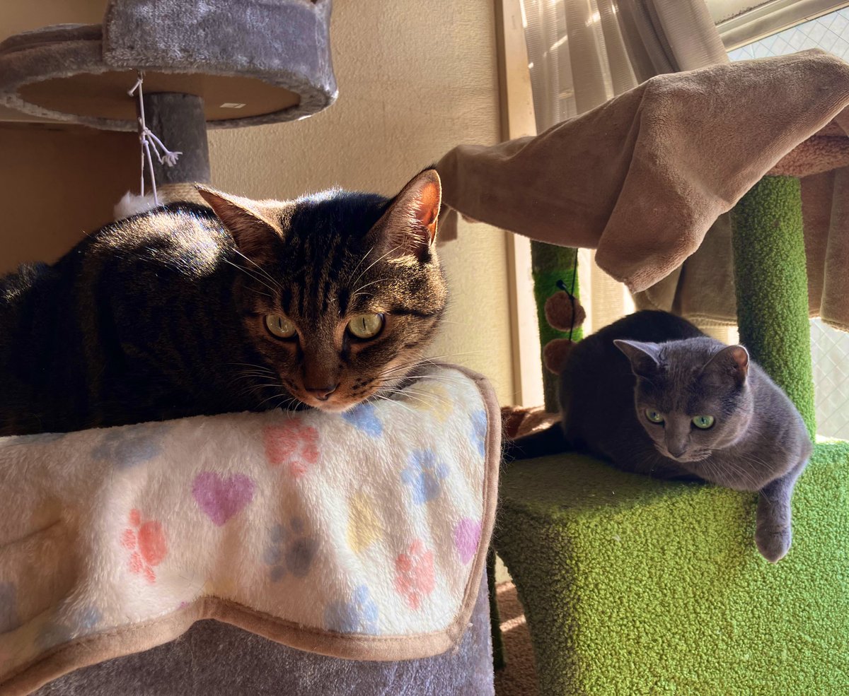 たちひき tweet media