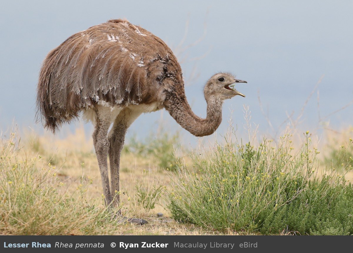 bird 52: lesser rhea

> found in: southwestern South America
> habitat: open scrublands, grasslands
> eats: plant matter, small animals 
> status: least concern

fun fact: they are related to the ostrich and the emu, despite not sharing the same continent

photo by Ryan Zucker