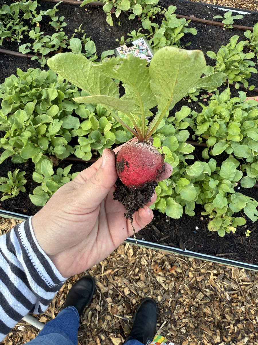 BethuneBulls's tweet image. Our one and only Teacher of the Year, Mrs. Cantu, led students outside to our school garden and harvested  radishes! It’s exciting to see our garden growing🫜🪏🪴👩🏽‍🌾 #FridayFun #Region4SayNoMore @EDAmaya04