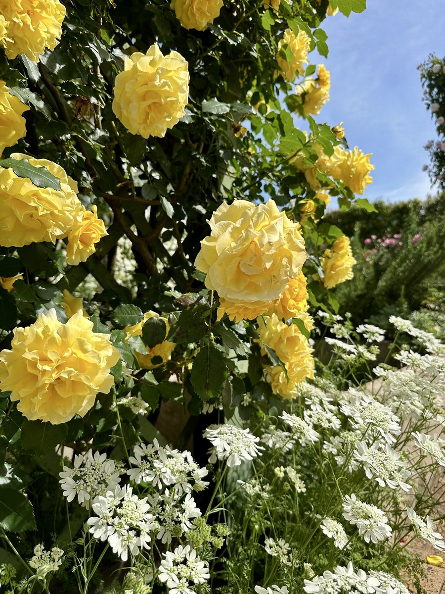 薔薇は「ゴールドバニー」🌹
( Rose Gold Bunny )

素敵な一日を🌹🍀🩷🌱😊
Have a nice day ♪ 

#GoldBunny
#ゴールドバニー