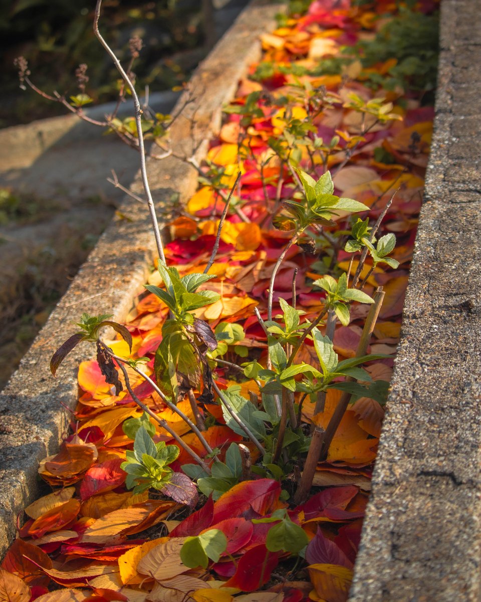 ryuukiweb's tweet image. 拾い集めた桜の落ち葉も役目を終えて庭の花壇に

#紅葉 #落ち葉 #秋