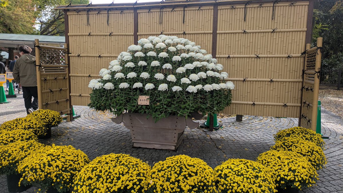 菊へす ビフォーアフター