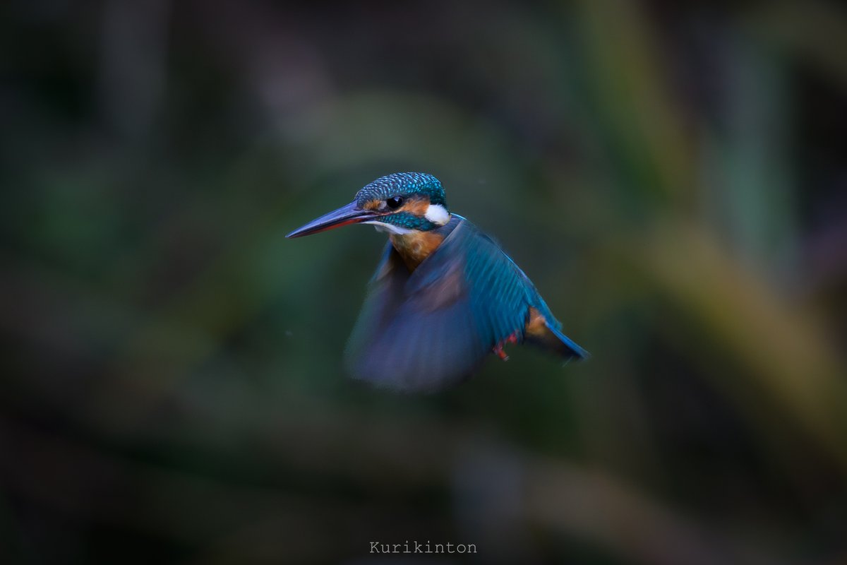 栗きんとん🌰 (@redzone178) / Posts / X