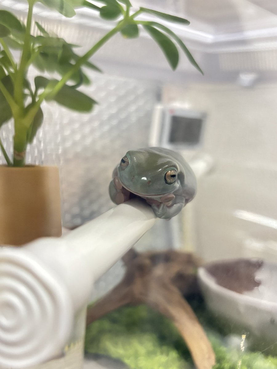 satotsu0615's tweet image. 頬杖ついて話聞いてくれるカエル