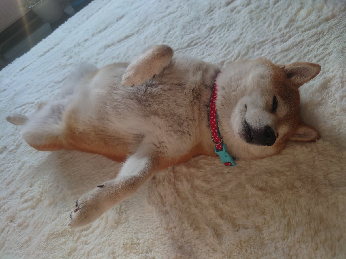 キュキュ（柴犬の九ちゃん） (@gBETQs4FK71tz68) / Posts / X