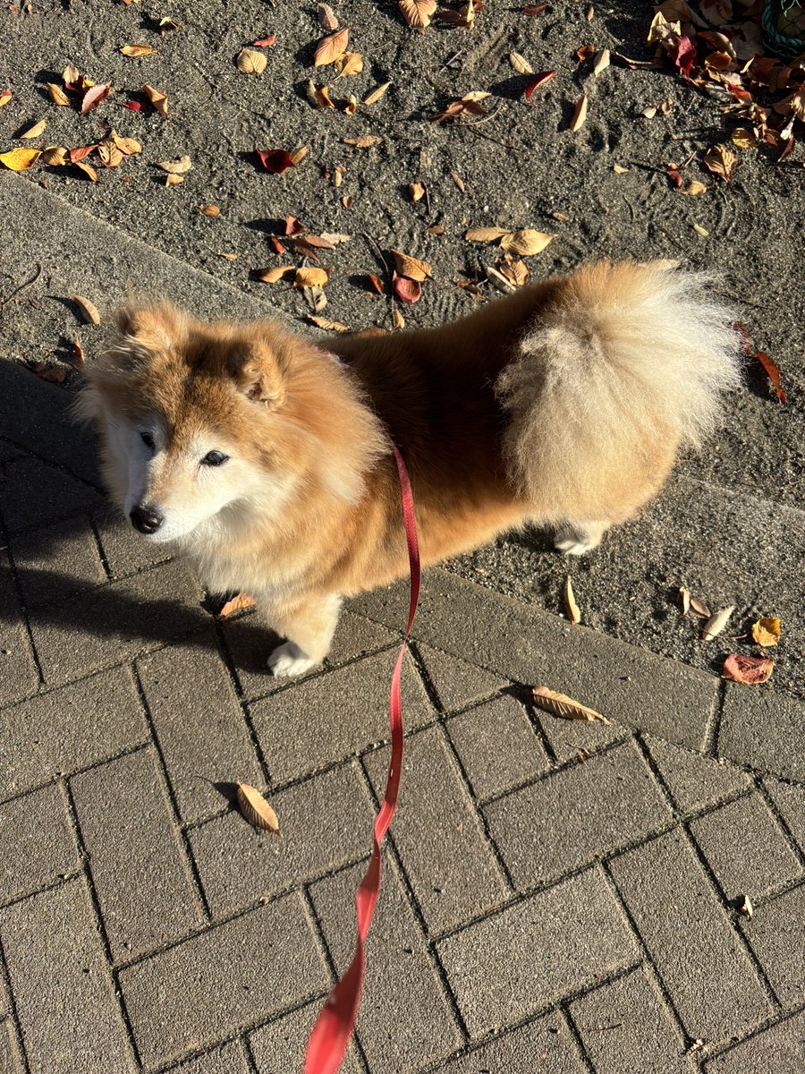 柴犬のちよ (@M9B7gThSF11HI46) / Posts / X