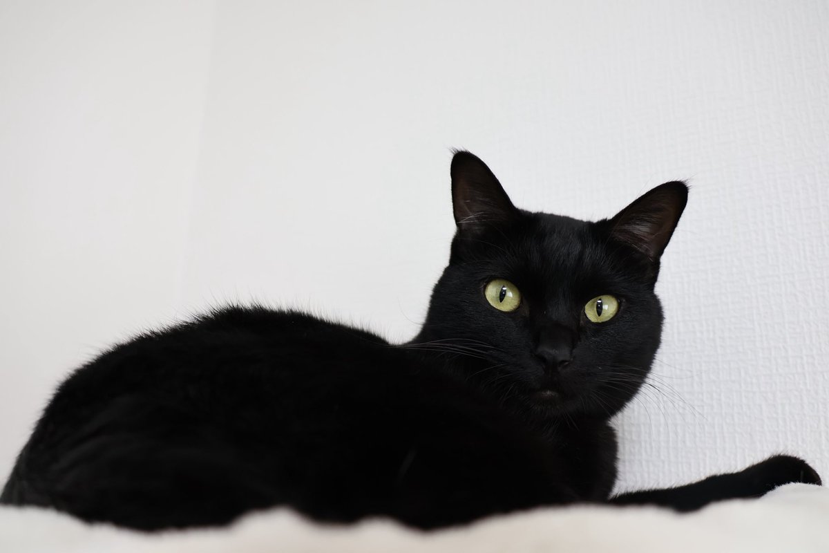 Chocola0328's tweet photo. 久しぶりにカメラ引っ張り出してきて撮ったら、スマホと全然違う！
たまにはカメラでちゃんと撮るね☺️

しかし、可愛いから毎日写真撮りすぎて、2年間で2000枚くらいになっております😂笑

#要にゃんこ亭
#久米島猫
#保護猫
#黒猫
#猫のいる暮らし https://t.co/bKloLynJOU