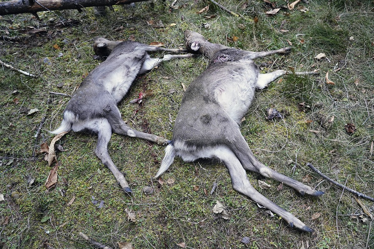 いいねしにくいシリーズの季節です。
昨朝、歩き始めて40分の7時過ぎ、成績のよい日向の1で親子の鹿に出会えました。ちょっとしたドラマの模様はフィールダーのウエブマガジン「出猟日記」で報告予定です。行きしなにロードキルのテンも拾いました。葬式？が出ると獲物があります。撮影カワサキ　ぶん