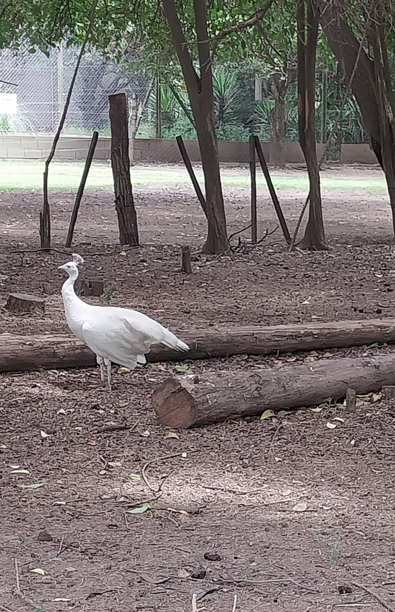 Pavo albino y pollo a la cerbeza
