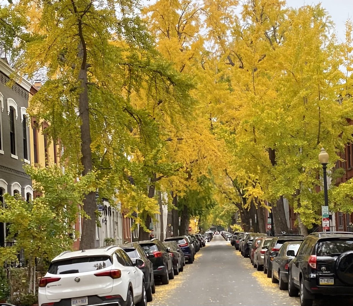 ⁦<a href="/capitalweather/">Capital Weather Gang</a>⁩ Swann St. Gingkos, 16th to 14th.