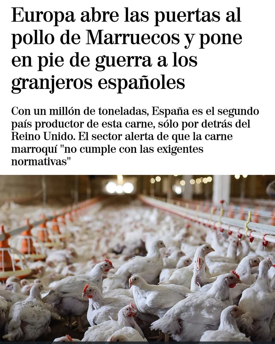 Igual ahora se entiende mejor esta noticia de 2022:

La UE encierra gallinas por la gripe aviar, pero abre la puerta al pollo de Marruecos, producido con estándares que aquí serían inadmisibles. Al pequeño granjero europeo se le exige lo imposible: más controles, más costes, más