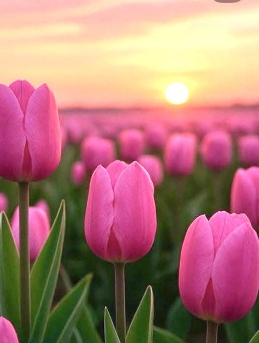 se様ありがとうございます♪ 🌈🍀 Sunday✨Morning🍀 🌈 素敵な💞あんここさんに ポチッ