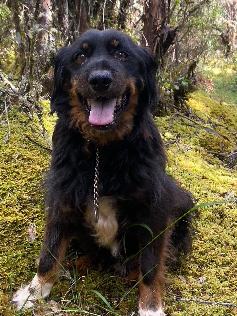 Que en paz descanses donde quiera que estes mi querido amigo. Me gustaría pensar que eres una de esas estrellas brillando en este enorme universo, siempre estarás en mi corazón y en mis recuerdos. love you Nelson #amoresperros