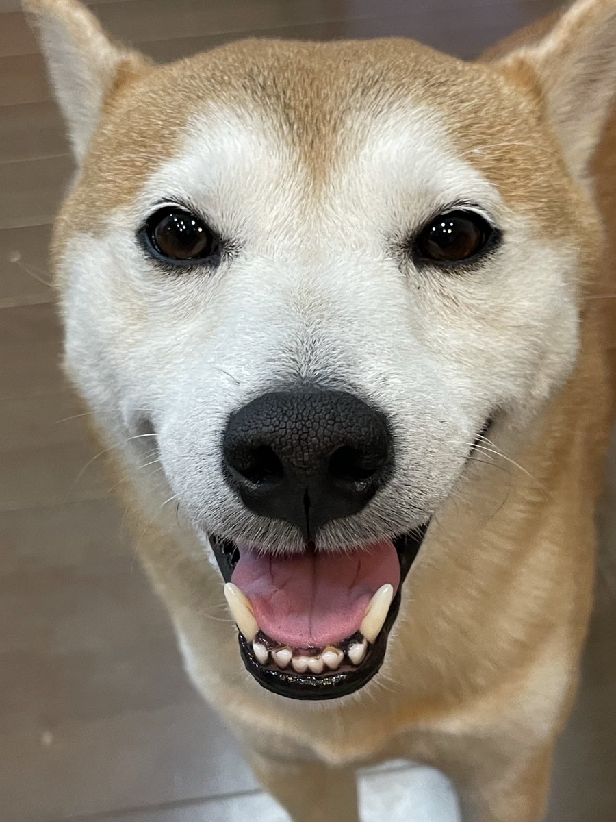 柴犬！ 公式】プレーリードッグ | WooBia 横向き柴犬 18.5×11.5×18cm